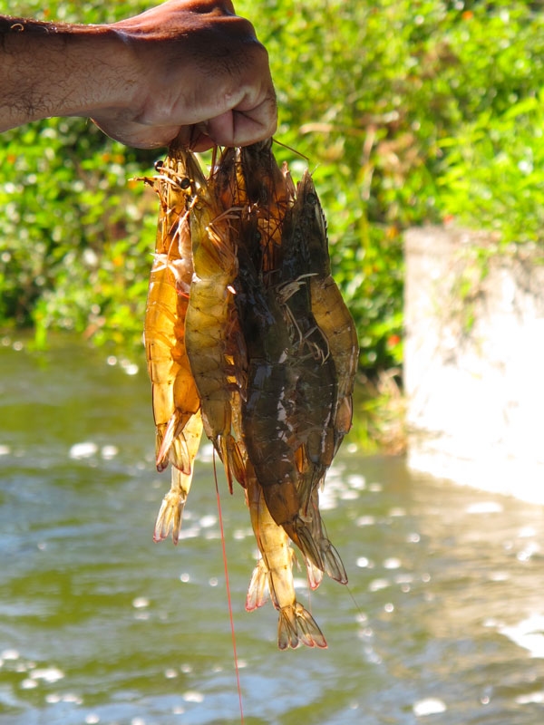 Preventive measures in aquaculture: How to better protect our crops - Image 2