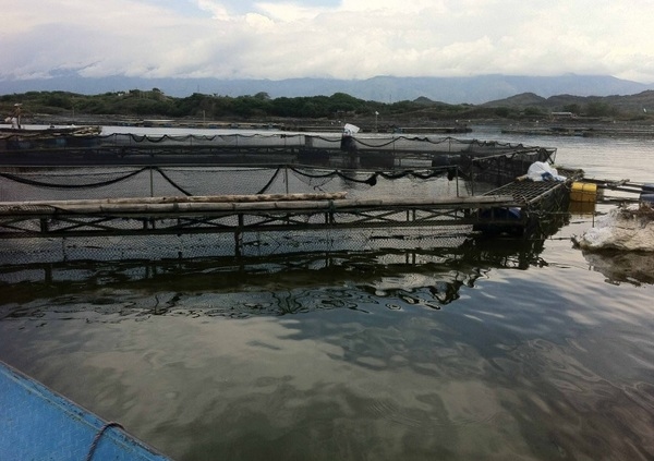 Impact of dietary potassium diformate on bacterially challenged tilapia under commercial conditions - Image 1