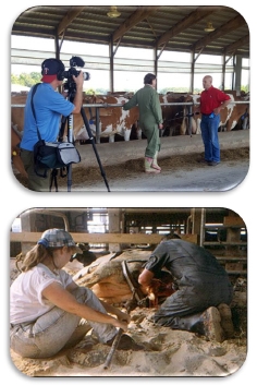 Animal Welfare and Dairy Management - Image 3