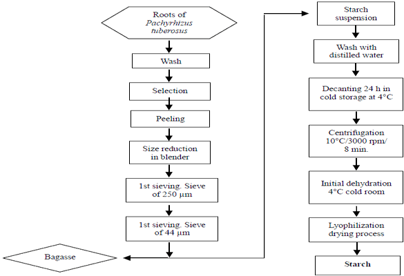Extraction and Characterization of Starch Fractions of Five Phenotypes Pachyrhizus tuberosus (Lam.) Spreng - Image 2