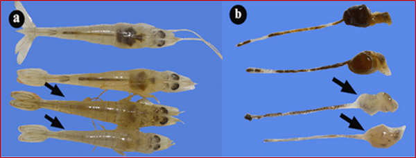 Functionary Properties of Hepatopancreas in Shrimp & Its Protection for Success of Culture - Image 6