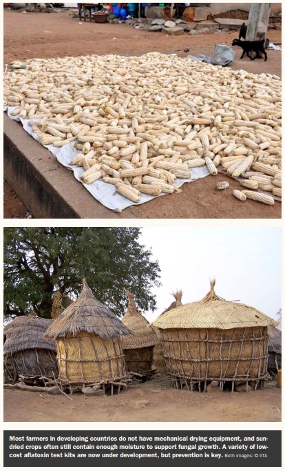Breaking the Mold: New Strategies for Fighting Aflatoxins - Image 2