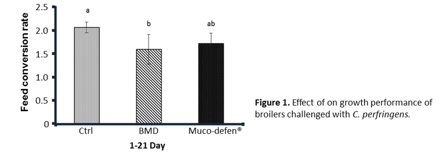 Effects of Muco-defen® on Clostridium perfringens-induced necrotic enteritis in broilers - Image 1
