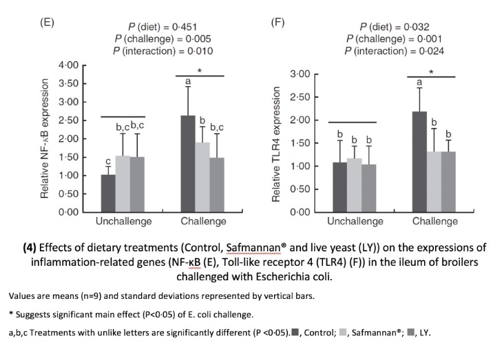 Safmannan® helps counteract E. coli negative effects in poultry - Image 3