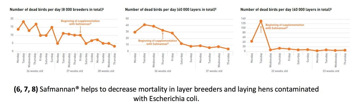 Safmannan® helps counteract E. coli negative effects in poultry - Image 5