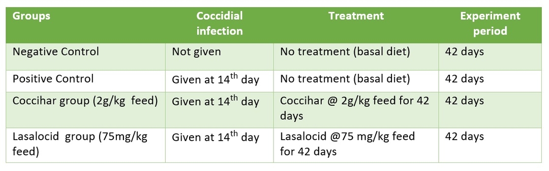 Phytogenic approach to safeguard the birds from coccidiosis - Image 3