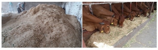 Feeding Behaviour of Dairy Animals - Image 2