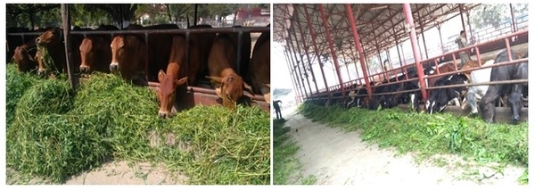 Feeding Behaviour of Dairy Animals - Image 1