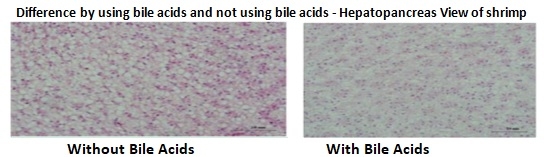 Importance of Feed Additive “Bile Acid” in Shrimp Nutrition and its Functionary Properties for Sustainable Culture Practice - Image 8