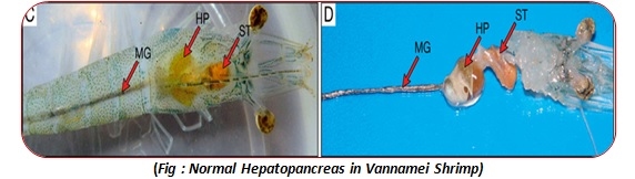 Importance of Feed Additive “Bile Acid” in Shrimp Nutrition and its Functionary Properties for Sustainable Culture Practice - Image 5