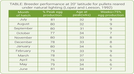 Light Management in Breeder: know more… - Image 3