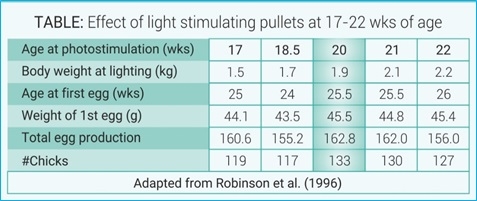 Light Management in Breeder: know more… - Image 4