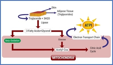 Fat metabolism: can improve poultry performance - Image 1