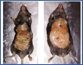 Fat metabolism: can improve poultry performance - Image 3