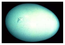 Hatch Day Breakout Analysis - Image 5