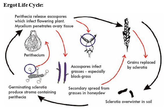 Mycotoxins: Still present threat to Poultry Industries? - Image 5