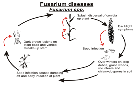 Mycotoxins: Still present threat to Poultry Industries? - Image 4