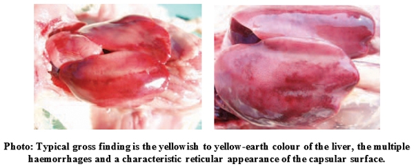 Mycotoxins: Still present threat to Poultry Industries? - Image 9