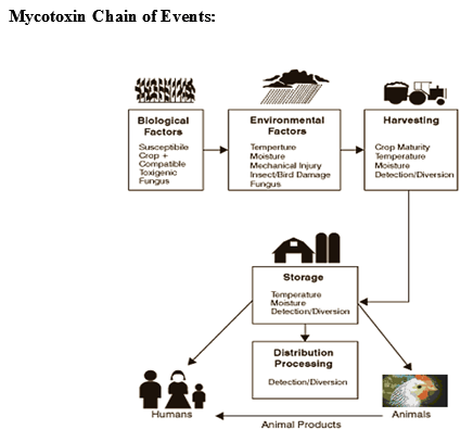 Mycotoxins: Still present threat to Poultry Industries? - Image 3