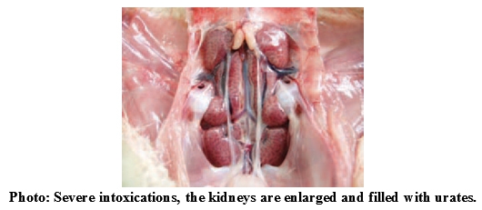Mycotoxins: Still present threat to Poultry Industries? - Image 7