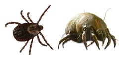 Alternative to chemical insecticide (ticks & mites) in poultry, cattle and pets - Image 1