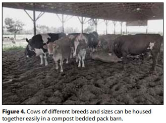 Compost Bedded Pack Barn Design. Features and Management Considerations - Image 5