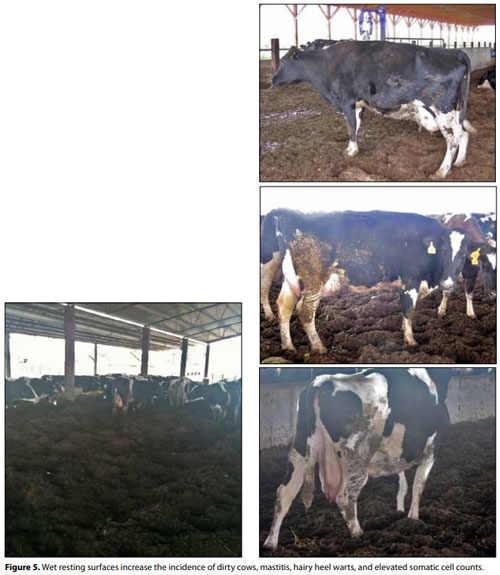 Compost Bedded Pack Barn Design. Features and Management Considerations - Image 6