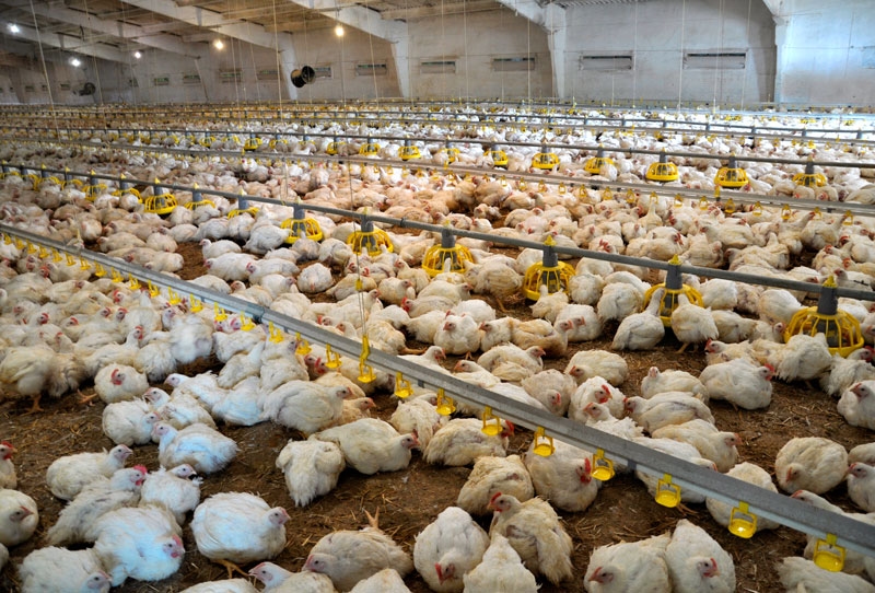 The effect of heat stress on broiler performance and strategies to reduce this effect - Image 1