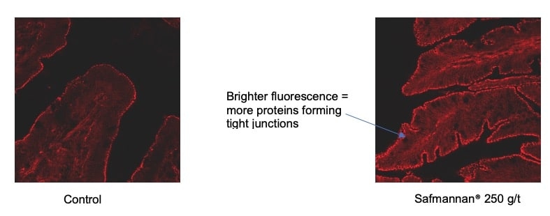 The effect of heat stress on broiler performance and strategies to reduce this effect - Image 3
