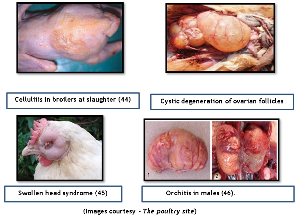 Bacteriophage therapy in effective control of E.Coli infections in poultry - Image 3
