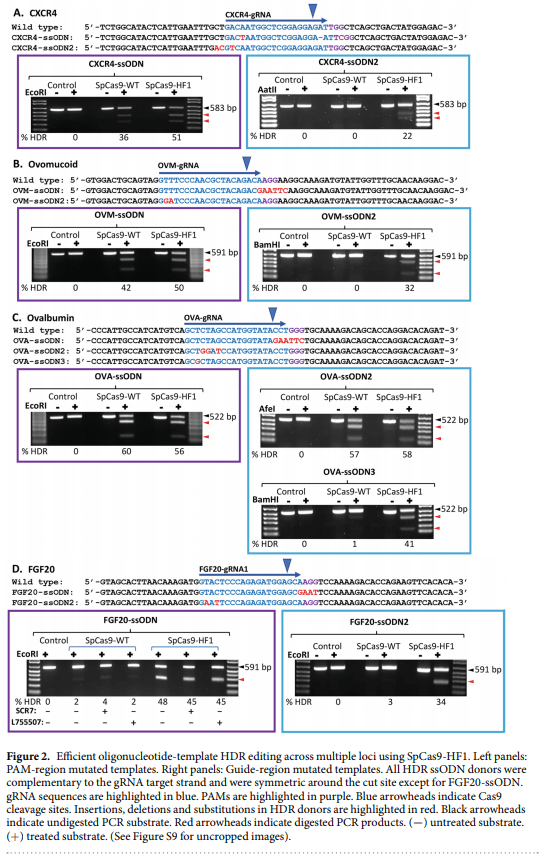 High fidelity CRISPR/Cas9 increases precise monoallelic and biallelic editing events in primordial germ cells - Image 2