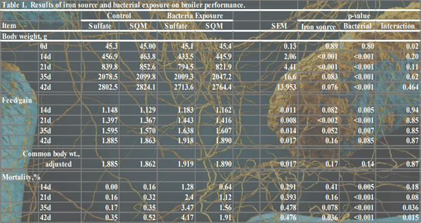 Influence of Iron Source (Organic vs Inorganic) on Broiler Performance Under a Pathogen Exposure - Image 2