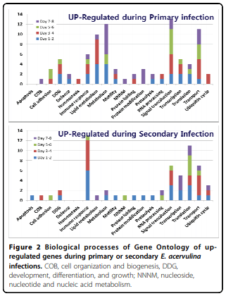 Analysis of global transcriptional responses of chicken following primary and secondary Eimeria acervulina infections - Image 2