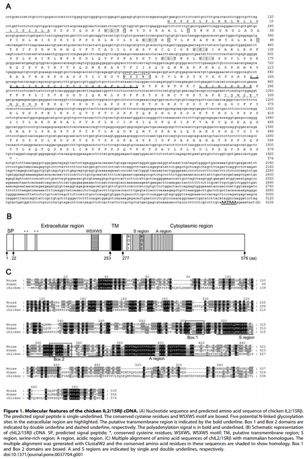 Identification and Comparative Expression Analysis of Interleukin 2/15 Receptor b Chain in Chickens Infected with E. tenella - Image 1