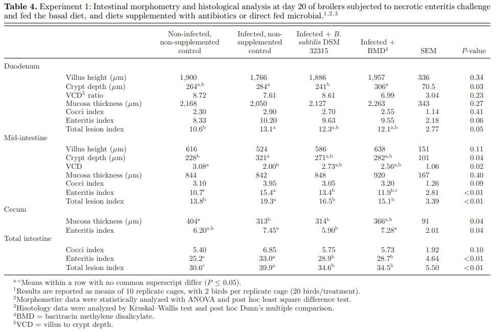 Effect of Bacillus subtilis DSM 32315 on the intestinal structural integrity and growth performance of broiler chickens under necrotic enteritis challenge - Image 4