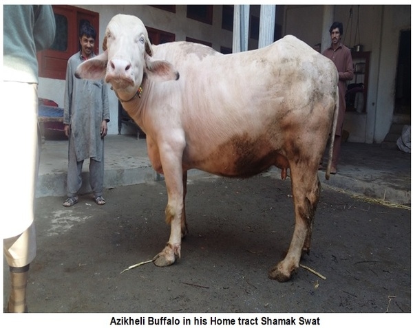 Azikheli Buffalo Breed of Swat-Khyber Pukhtun Khwa-Pakistan - Image 7