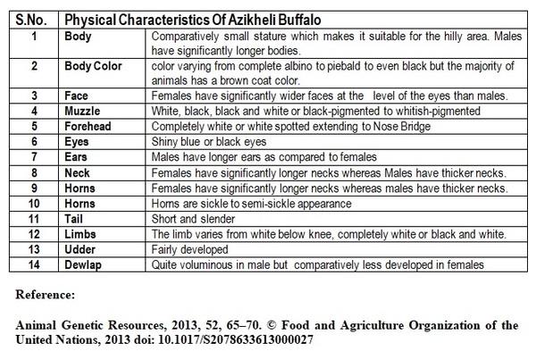 Azikheli Buffalo Breed of Swat-Khyber Pukhtun Khwa-Pakistan - Image 1