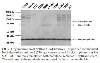 Structural and Functional Analysis of the Pore-Forming Toxin NetB from Clostridium perfringens - Image 7