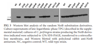Structural and Functional Analysis of the Pore-Forming Toxin NetB from Clostridium perfringens - Image 3