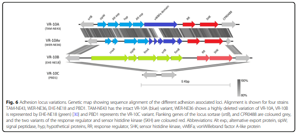 Whole genome analysis reveals the diversity and evolutionary relationships between necrotic enteritis-causing strains of Clostridium perfringens - Image 8