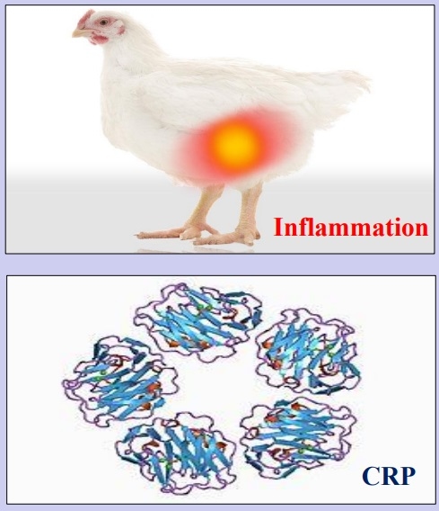 A low level of C-reactive protein (CRP) as a potential marker for lower inflammation in laying hens - Image 1