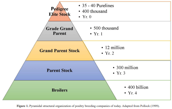 Impact of genetics and breeding on broiler production performance: a look into the past, present, and future of the industry - Image 1