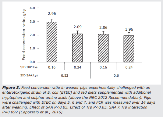 Improving protein utilization efficiency through better understanding of immune and stress responses in pigs - Image 3