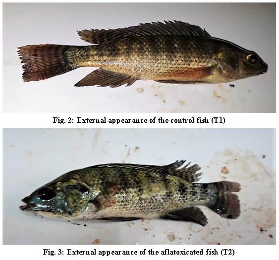 Is It Possible To Detoxify Aflatoxic Aquafeed? - Image 3