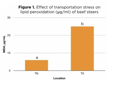 Enhancing Animal Health and Performance With Ruminally Protected Microencapsulated Antioxidants - Image 1