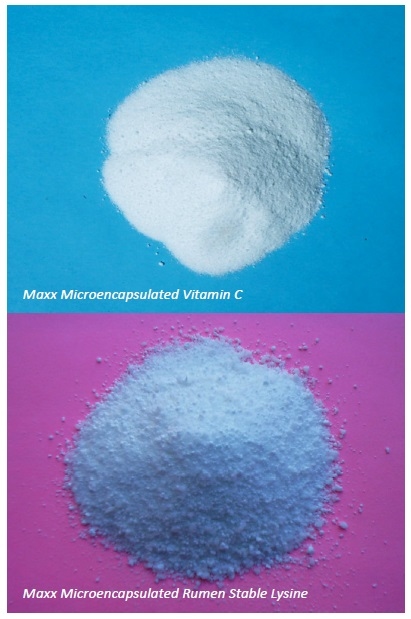Enhancing Animal Health and Performance With Ruminally Protected Microencapsulated Antioxidants - Image 11