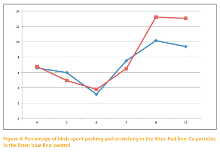 The behavior of broiler breeders under controlled feeding conditions in response to coarse Ca particles scattered in the litter - Image 5