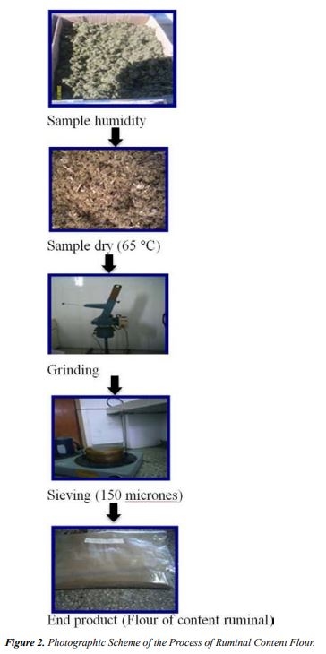 Use of the Ruminal Content of Cattle Benefited in the Municipality Píritu, State Falcón-Venezuela, as a Food Resource - Image 4