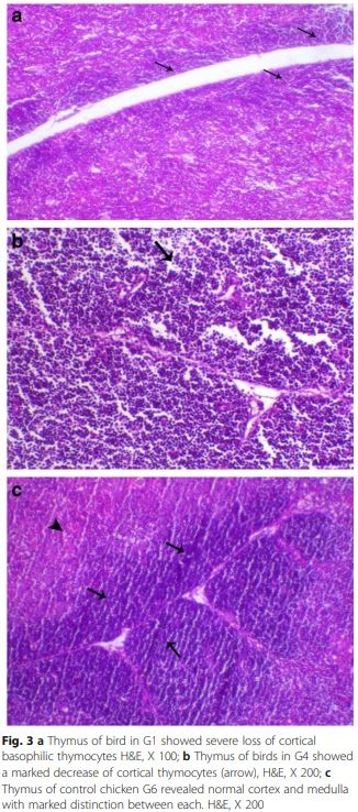 Interaction between avian influenza subtype H9N2 and Newcastle disease virus vaccine strain (LaSota) in chickens - Image 5