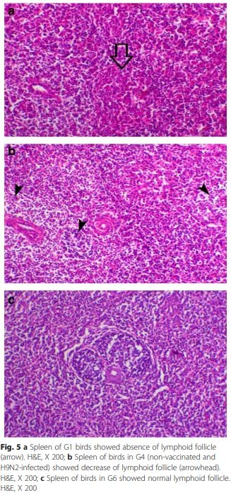 Interaction between avian influenza subtype H9N2 and Newcastle disease virus vaccine strain (LaSota) in chickens - Image 7